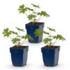 abc918df2d7942078c513cab46b3b54a7fa21492b987469da999112a4f7cc7fb.jpg Geranium Johnson's Blue – Storchschnabel – Bodendecker – Blau – 3 Pflanzen