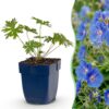 e086cfc8e4354b77bd1e3c4e0de4acdd2994d9fe7cb4435bad3efc8c996d6cd0.jpg Geranium Johnson's Blue – Storchschnabel – Bodendecker – Blau – 3 Pflanzen