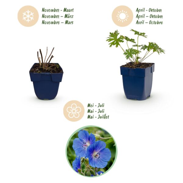 ed9d5e6c30d6405696237373309da8881a9ebd1cfde64cf59fafee8deefb2b59.jpg Geranium Johnson's Blue – Storchschnabel – Bodendecker – Blau – 3 Pflanzen