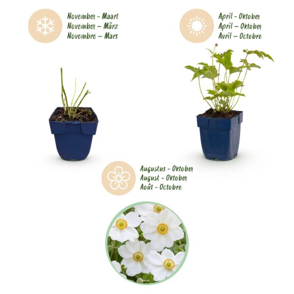 Anemone hybr. Hon. Jobert – Herbstanemone – Schatten – Weiß – 3 Pflanzen