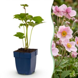 223f17bbe33b4fcc826275e404848062738ee6a1e74144b38364c0fecb3f0dbb.jpg Anemone hybr. „Kön. Charlotte“ – Herbstanemone – Schatten – Rosa – 3 Pflanzen