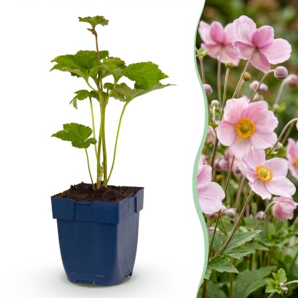 Anemone hybr. „Kön. Charlotte“ – Herbstanemone – Schatten – Rosa – 3 Pflanzen