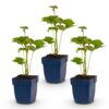 Anemone hybr. „Kön. Charlotte“ – Herbstanemone – Schatten – Rosa – 3 Pflanzen