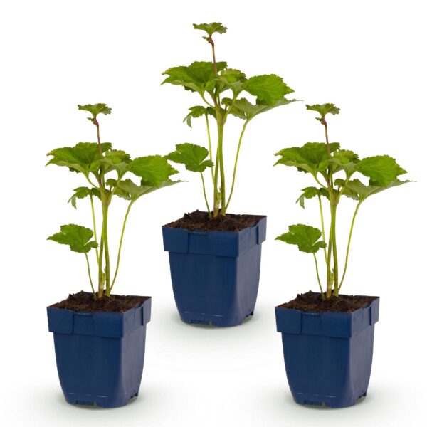 Anemone hybr. „Kön. Charlotte“ – Herbstanemone – Schatten – Rosa – 3 Pflanzen