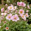 Anemone hybr. „Kön. Charlotte“ – Herbstanemone – Schatten – Rosa – 3 Pflanzen