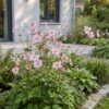 Anemone hybr. „Kön. Charlotte“ – Herbstanemone – Schatten – Rosa – 3 Pflanzen