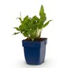 Persicaria ampl. Rosea – Knöterich – Schatten – Rosa
