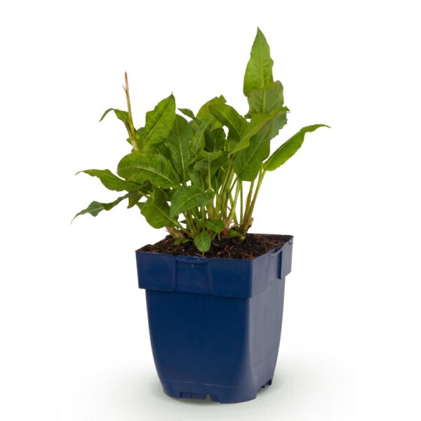 Persicaria ampl. Rosea – Knöterich – Schatten – Rosa