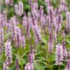 Persicaria ampl. Rosea – Knöterich – Schatten – Rosa