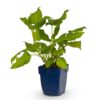 217266869b4448fea6c64aa14de0097445f0b3c2f8ab4588b4b2ad6e8fe8f019.jpg Persicaria amplexicaulis – Knöterich – Schatten – Rot