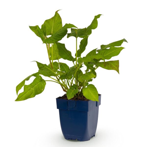 217266869b4448fea6c64aa14de0097445f0b3c2f8ab4588b4b2ad6e8fe8f019.jpg Persicaria amplexicaulis – Knöterich – Schatten – Rot