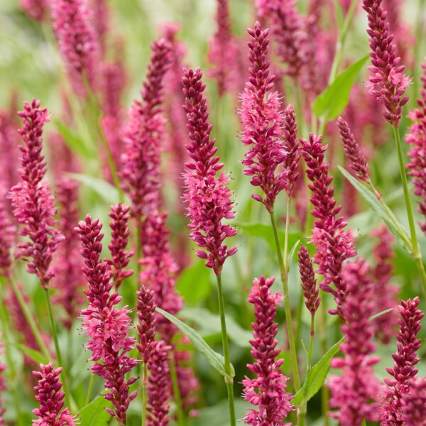 3770db2e4d9e4d2684aa42574f8807a9aaa1ef5e71ea4ac99c8fb551e80c5148.jpg Persicaria amplexicaulis – Knöterich – Schatten – Rot