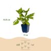85be22f9bb9341e8a29ae73c445abb4e710e7fb63f5a416e8357adddd0d71f88.jpg Persicaria amplexicaulis – Knöterich – Schatten – Rot