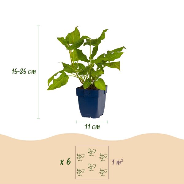 85be22f9bb9341e8a29ae73c445abb4e710e7fb63f5a416e8357adddd0d71f88.jpg Persicaria amplexicaulis – Knöterich – Schatten – Rot