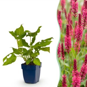 96be54322f1c42ec8784f4d6dd3b5597bf1e4140b457464eb53315ff0167cc91.jpg Persicaria amplexicaulis – Knöterich – Schatten – Rot