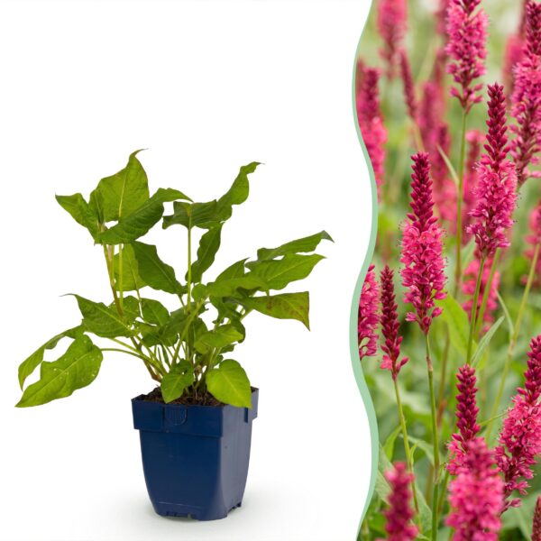 96be54322f1c42ec8784f4d6dd3b5597bf1e4140b457464eb53315ff0167cc91.jpg Persicaria amplexicaulis – Knöterich – Schatten – Rot