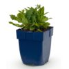 48dfb1a75f6b46bdae5d13daf2c7a44432a7ac2200c44a1f8dc400bcf4c9d0cd.jpg Salvia nem. Schneehügel – Salbei – Bienen- und Schmetterlingsmagnet – Weiß
