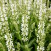 7968a6a26729429e9756e3699990ade9d6babd65441047c6b9e756fb4ef3890d.jpg Salvia nem. Schneehügel – Salbei – Bienen- und Schmetterlingsmagnet – Weiß