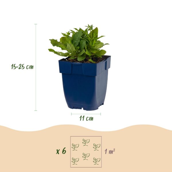 ba3f9c82a1fe4bc086aadc4384232a589cbe0201ac03447eb1548460d101bd25.jpg Salvia nem. Schneehügel – Salbei – Bienen- und Schmetterlingsmagnet – Weiß