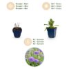 Scabiosa, Sorte „Butterfly Blue“ – Taubenkraut – Bienen- und Schmetterlingslockpflanzen – Violett