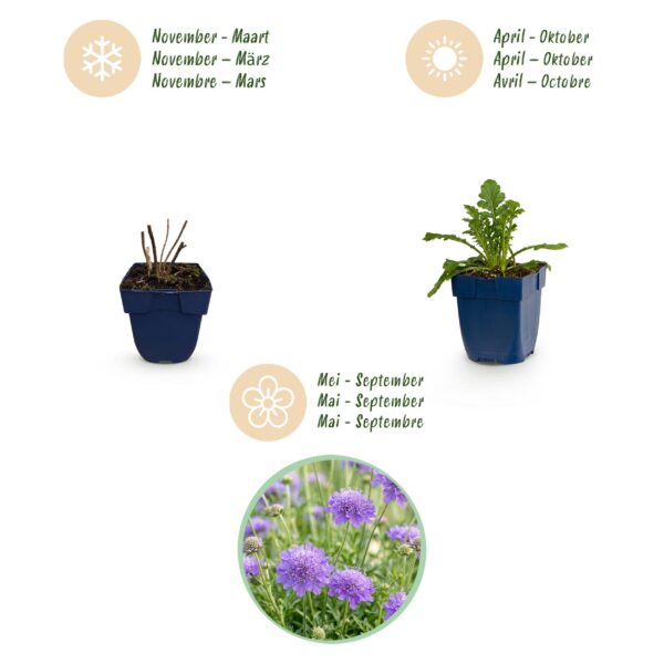 Scabiosa, Sorte „Butterfly Blue“ – Taubenkraut – Bienen- und Schmetterlingslockpflanzen – Violett