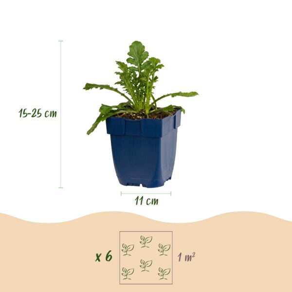 Scabiosa, Sorte „Butterfly Blue“ – Taubenkraut – Bienen- und Schmetterlingslockpflanzen – Violett