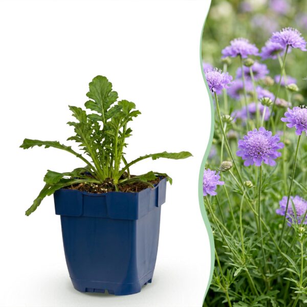 Scabiosa, Sorte „Butterfly Blue“ – Taubenkraut – Bienen- und Schmetterlingslockpflanzen – Violett