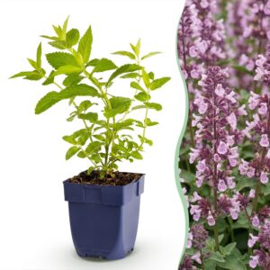 baeda8198e08410f85fd20a74a4cdb670e748376eb0c493da46984d0373d0d26.jpg Nepeta sib. Wild Orchid – Katzenminze – Bienen- und Schmetterlingslocker – Rosa