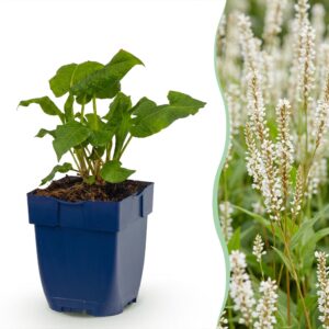 b75f0b08271b491294f433405231faf335720cb7d97e443bb2af1960712f5150.jpg Persicaria ampl. Alba – Knöterich – Schatten – Weiß