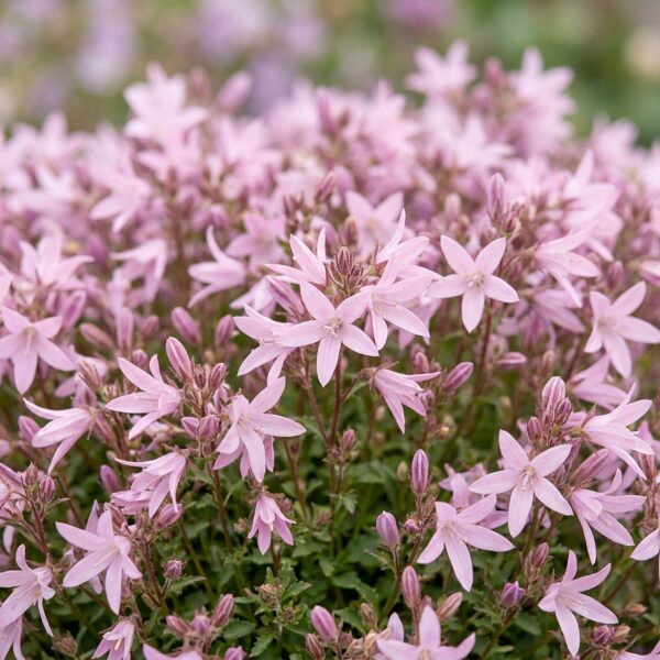 Campanula posch. Sorte „Lisduggan“ – Pfirsichblättrige Glockenblume – Bodendecker – Weiß