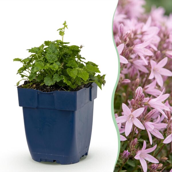 Campanula posch. Sorte „Lisduggan“ – Pfirsichblättrige Glockenblume – Bodendecker – Weiß