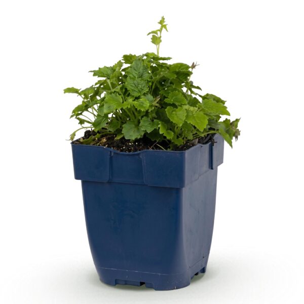 Campanula posch. Sorte „Lisduggan“ – Pfirsichblättrige Glockenblume – Bodendecker – Weiß