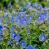 Geranium Johnson's Blue – Storchschnabel – Bodendecker – Blau