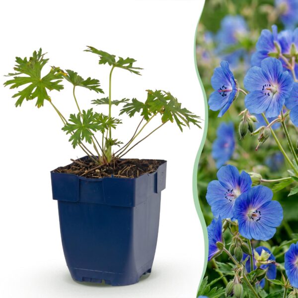 Geranium Johnson's Blue – Storchschnabel – Bodendecker – Blau