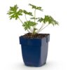 Geranium Johnson's Blue – Storchschnabel – Bodendecker – Blau