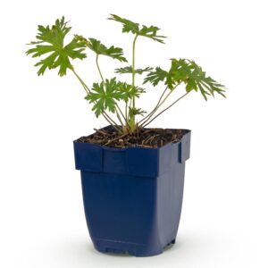 caa343c8e60148dda83fc7f24266eb9b9b4c787fcc4045e1853dd57476ed874f.jpg Geranium Johnson's Blue – Storchschnabel – Bodendecker – Blau