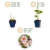 42934792d187474eafb2aafce3d18c8eb92daed05da84d43aa6c7c5d78074ed5.jpg Anemone hybr. „Kön. Charlotte“ – Herbstanemone – Schatten – Rosa