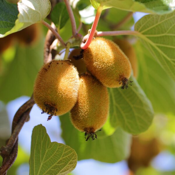 280ebb9f8fed48199f218721c165acf68196fc73e3514c2e8505af2fd2687ea1.jpg Actinidia Weiki & Golden Kiwi - Kiwi-Pflanze - 1 Männchen - 3 Weibchen - Pflanzen - Gelb