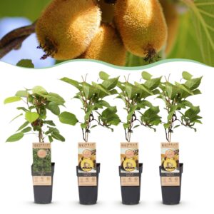 eb76aadb102e4f4ea2c4c6993d1a680d3a475d6babb143c297b243ac13942048.jpg Actinidia Weiki & Golden Kiwi - Kiwi-Pflanze - 1 Männchen - 3 Weibchen - Pflanzen - Gelb