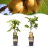 98421c71831b4db0aa8193cace2be0ccedbea8c6e0df46e1a3b447dba2d900c8.jpg Actinidia Weiki & Golden Kiwi - Kiwi-Pflanze - 1 Männchen - 1 Weibchen - Pflanzen - Gelb