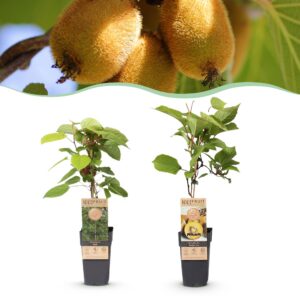98421c71831b4db0aa8193cace2be0ccedbea8c6e0df46e1a3b447dba2d900c8.jpg Actinidia Weiki & Golden Kiwi - Kiwi-Pflanze - 1 Männchen - 1 Weibchen - Pflanzen - Gelb