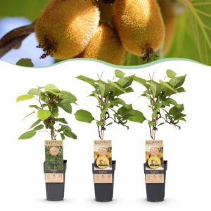 53ac626a253742cf9dec31a4475306aa1e3906829852424c9441ef86013afa15.jpg Actinidia Weiki & Golden Kiwi - Kiwi-Pflanze - 1 Männchen - 2 Weibchen - Pflanzen - Gelb