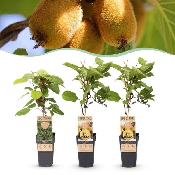 53ac626a253742cf9dec31a4475306aa1e3906829852424c9441ef86013afa15.jpg Actinidia Weiki & Golden Kiwi - Kiwi-Pflanze - 1 Männchen - 2 Weibchen - Pflanzen - Gelb