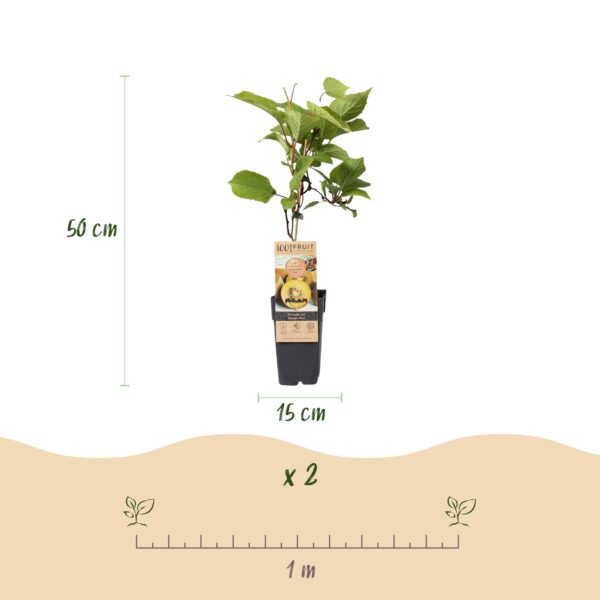 7e1bb20dd95b43a385010f2fb224c4ee57b1262f51744b1eb92c22041bb01492.jpg Actinidia Weiki & Golden Kiwi - Kiwi-Pflanze - 1 Männchen - 2 Weibchen - Pflanzen - Gelb
