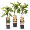813477794d8a437c88ec3cc5771a26a1250213d29a81442ab2fa83a8f9c86924.jpg Actinidia Weiki & Golden Kiwi - Kiwi-Pflanze - 1 Männchen - 2 Weibchen - Pflanzen - Gelb