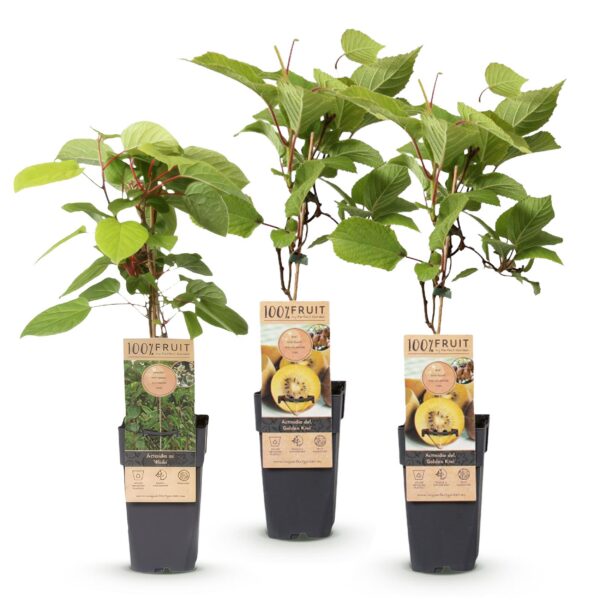 813477794d8a437c88ec3cc5771a26a1250213d29a81442ab2fa83a8f9c86924.jpg Actinidia Weiki & Golden Kiwi - Kiwi-Pflanze - 1 Männchen - 2 Weibchen - Pflanzen - Gelb