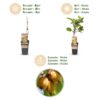 b854de3ca8f84d018c4b767898538b0389c10f0437f04f9b85ccfddcb8c54b8a.jpg Actinidia Weiki & Golden Kiwi - Kiwi-Pflanze - 1 Männchen - 2 Weibchen - Pflanzen - Gelb