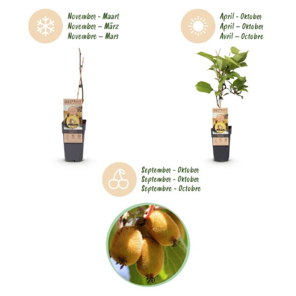 b854de3ca8f84d018c4b767898538b0389c10f0437f04f9b85ccfddcb8c54b8a.jpg Actinidia Weiki & Golden Kiwi - Kiwi-Pflanze - 1 Männchen - 2 Weibchen - Pflanzen - Gelb
