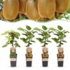 Actinidia Weiki & Hayward - Kiwi-Pflanze - 1 Männchen - 3 Weibchen - Pflanzen - Grün