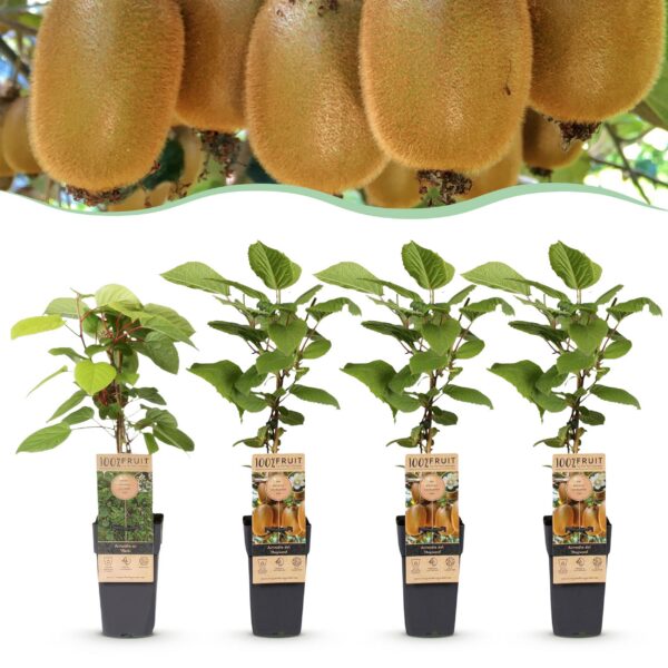 Actinidia Weiki & Hayward - Kiwi-Pflanze - 1 Männchen - 3 Weibchen - Pflanzen - Grün